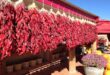 Cheers for Chile at the Santa Fe School of Cooking