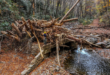 Hurricane Helene, National Public Lands Day and other features from the Forest Service