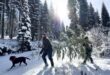 Just in time for the holidays, the latest features from the Forest Service showcase where to get your $5 Christmas tree, partnerships & festive cheer