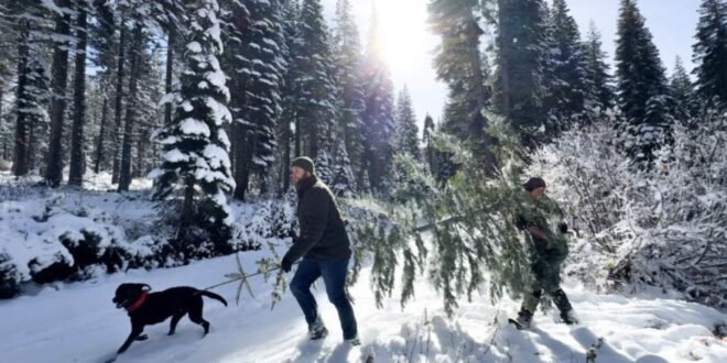 Just in time for the holidays, the latest features from the Forest Service showcase where to get your $5 Christmas tree, partnerships & festive cheer