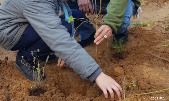 Tu B’Shvat: The Quiet Work That Brings New Life