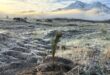 Restoration Takes Root