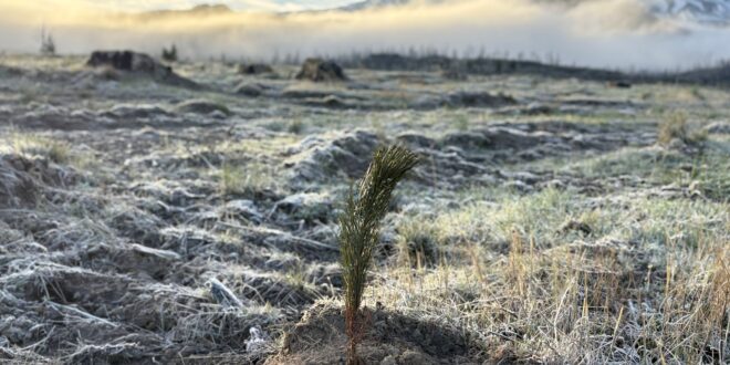 Restoration Takes Root