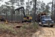 A forest in motion