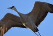 Sandhill crane, pheasant draw permit application available beginning July 15