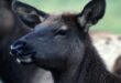 Youth Encouragement Elk license sale begins July 22