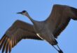 Don’t miss out! The deadline for pheasant and Sandhill crane draw applications is Aug. 12!