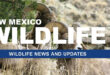 All about pollinators, projects, staying safe and big catches