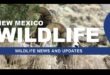 Rappelling to rescue Gila trout; learning from largemouth bass and tiny toads