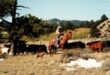 The country that raised us – After nearly a century, the Willadsens remain rooted on Wyoming’s Pole Mountain
