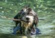 Get out there with your best (dog) friend! 5 tips to enjoy the forest with your canine companion